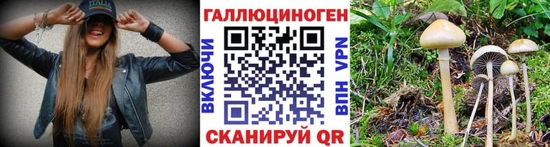 Галлюциногенные грибы Psilocybe  kraken как войти  Биробиджан 